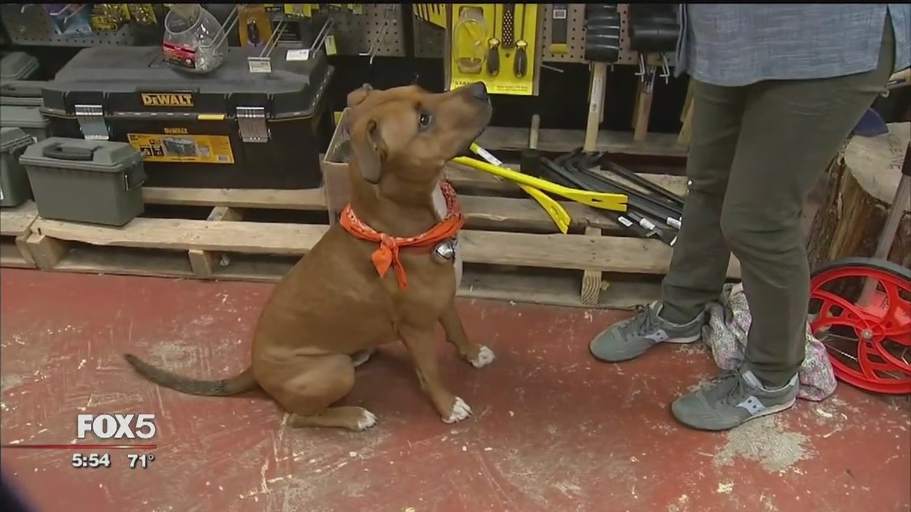 A look at the science behind 'Puppy-dog eyes'