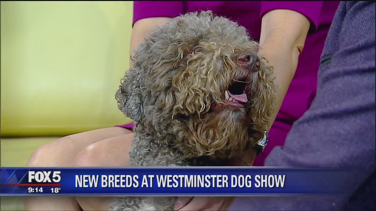 New Breeds at Westminster