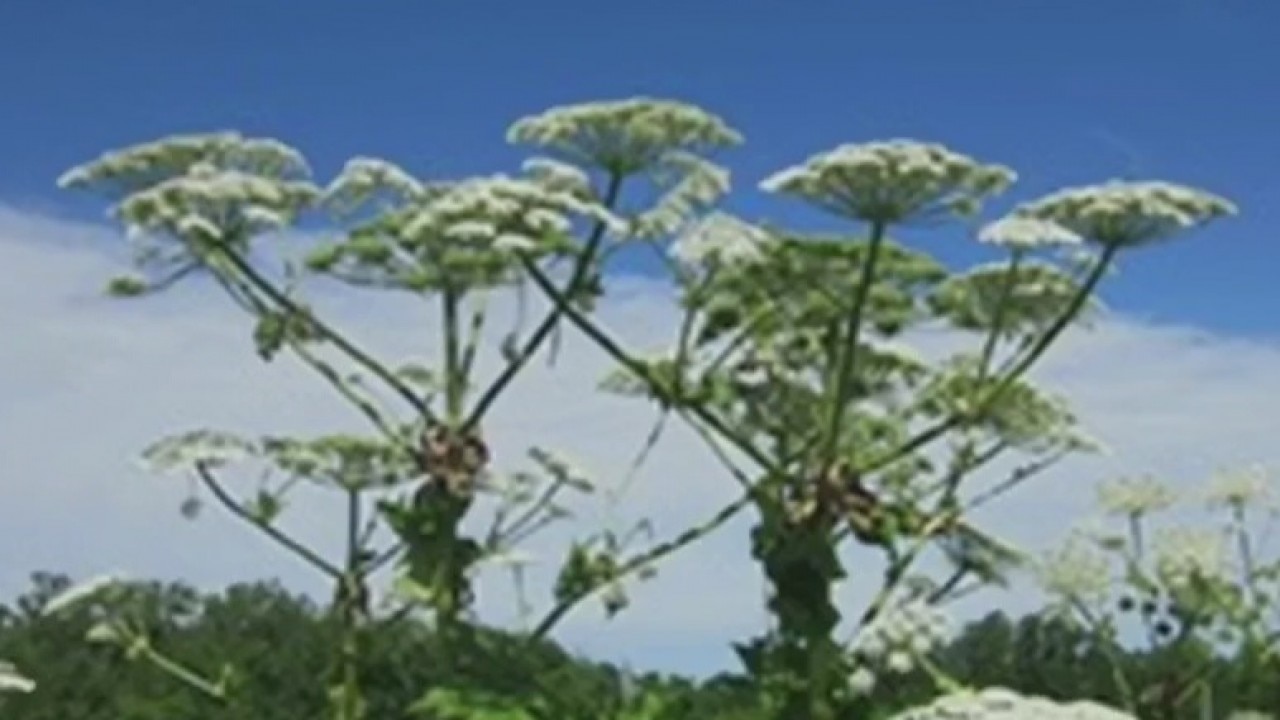 Giant hogweed dangers