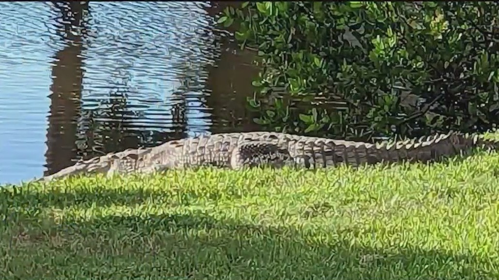 Crocodile captured after being spotted