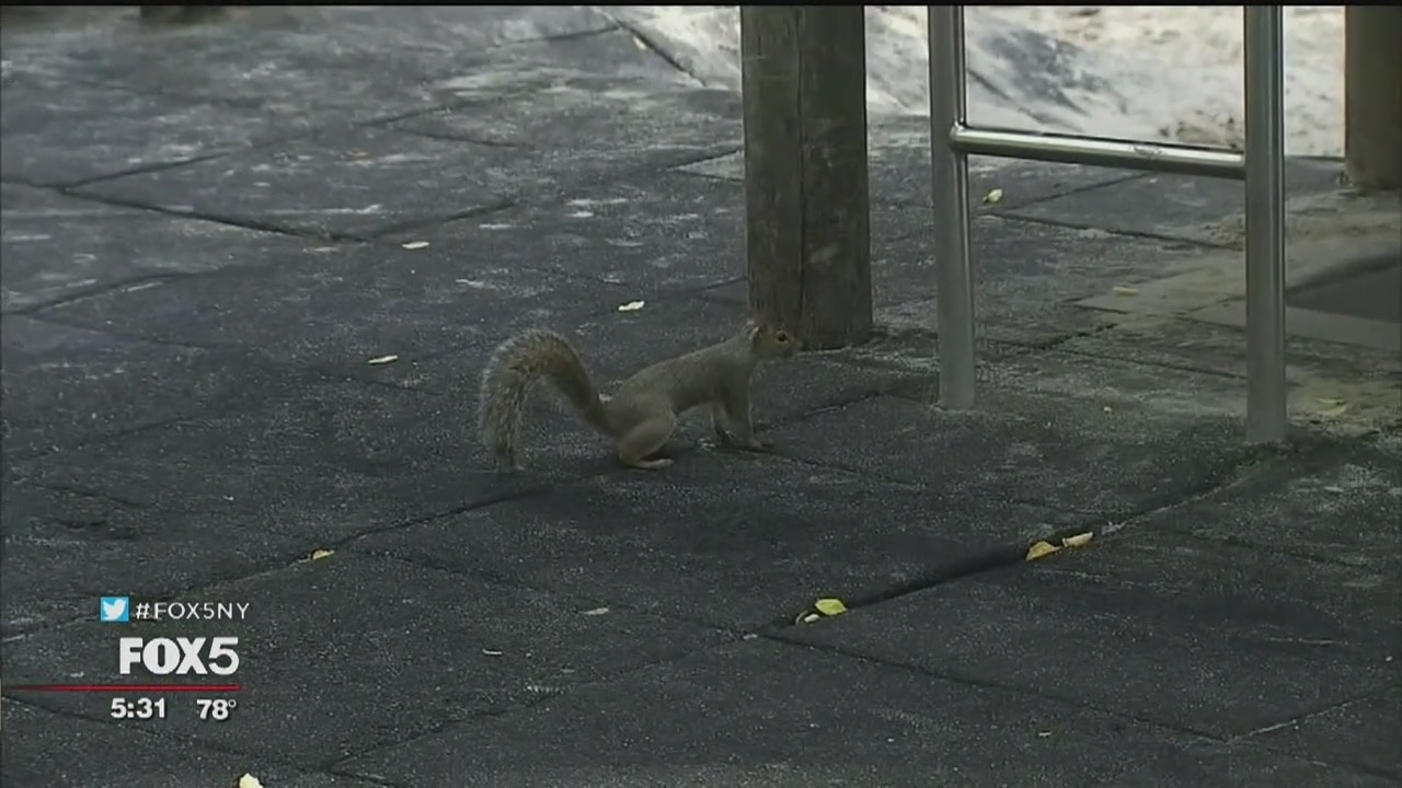 Don't feed the squirrels! 'Aggressive' squirrels reported at Lower Manhattan Park