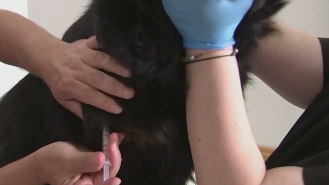 Warning after dog dies from rabid raccoon