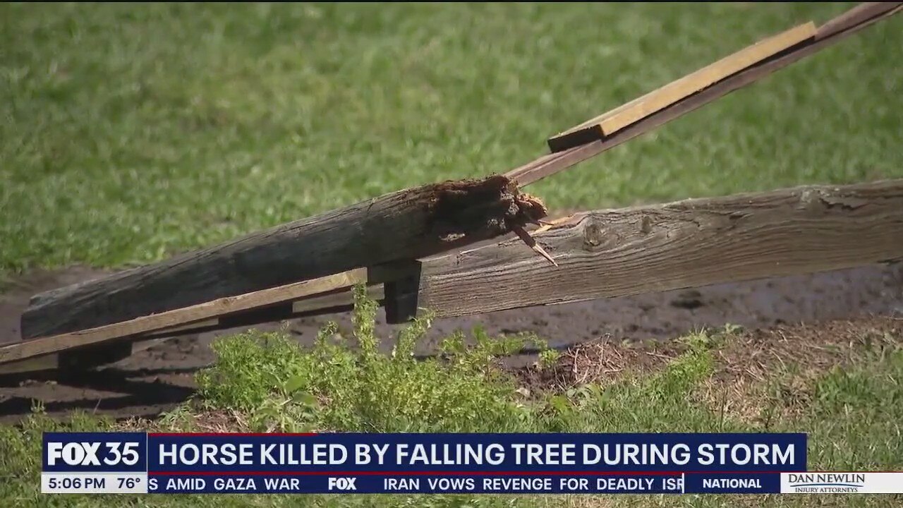 Horse killed by falling tree during Florida storms