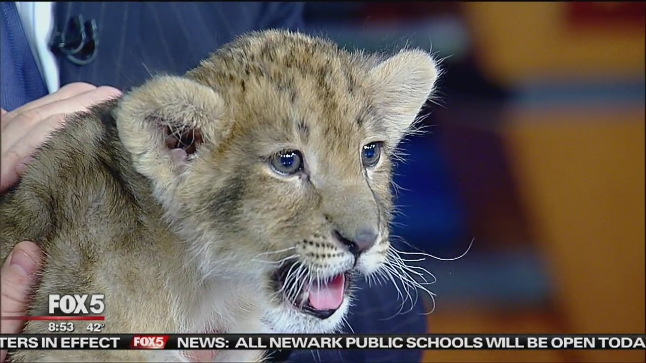 Lion on set