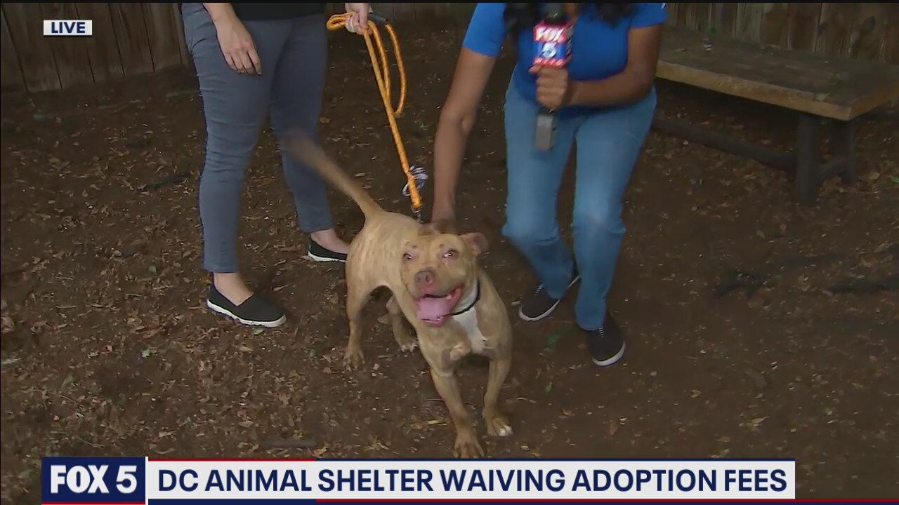 Overcrowded DC animal shelter waiving adoption fees
