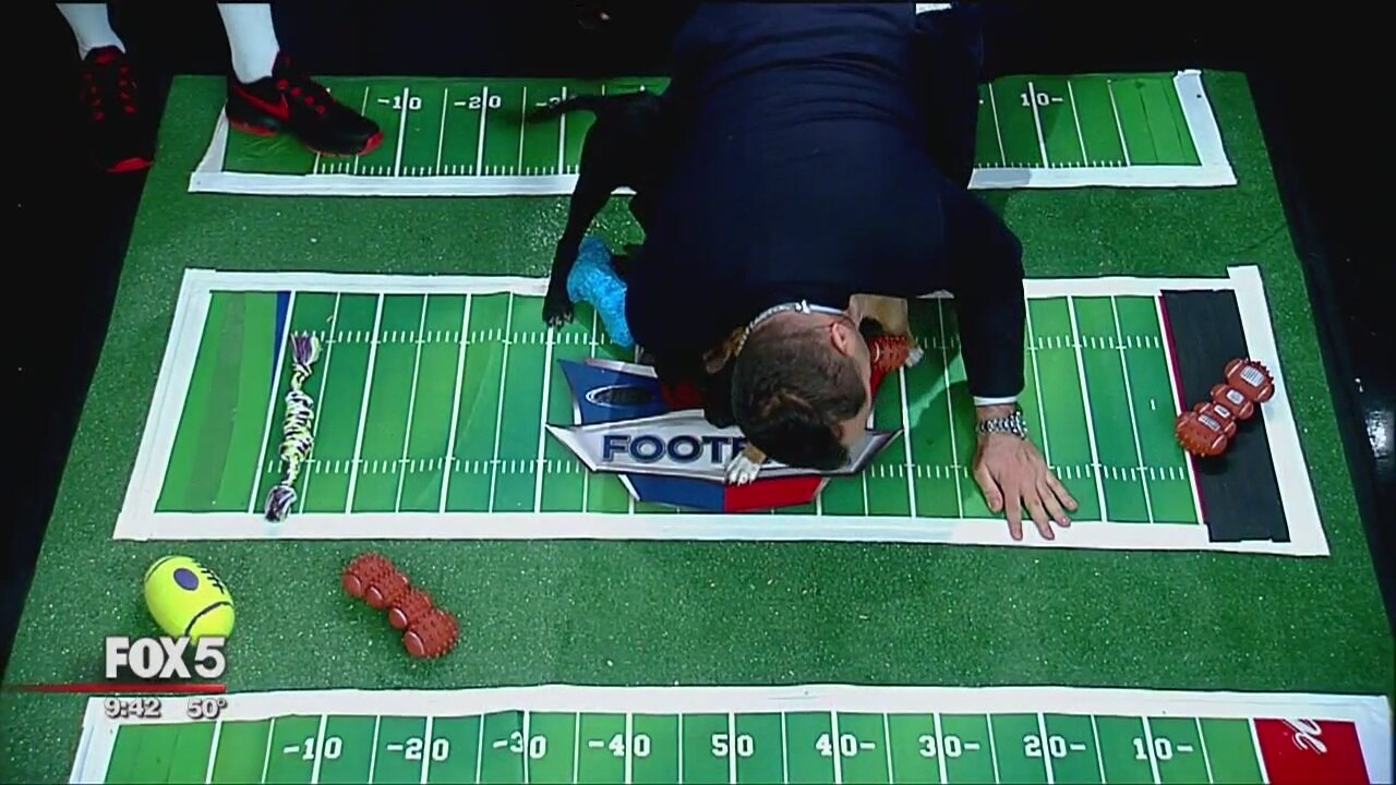 Puppy Bowl preview
