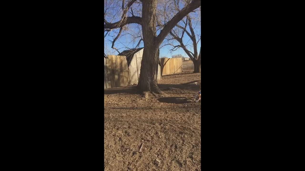 Colorado firefighters rescue dog from tree