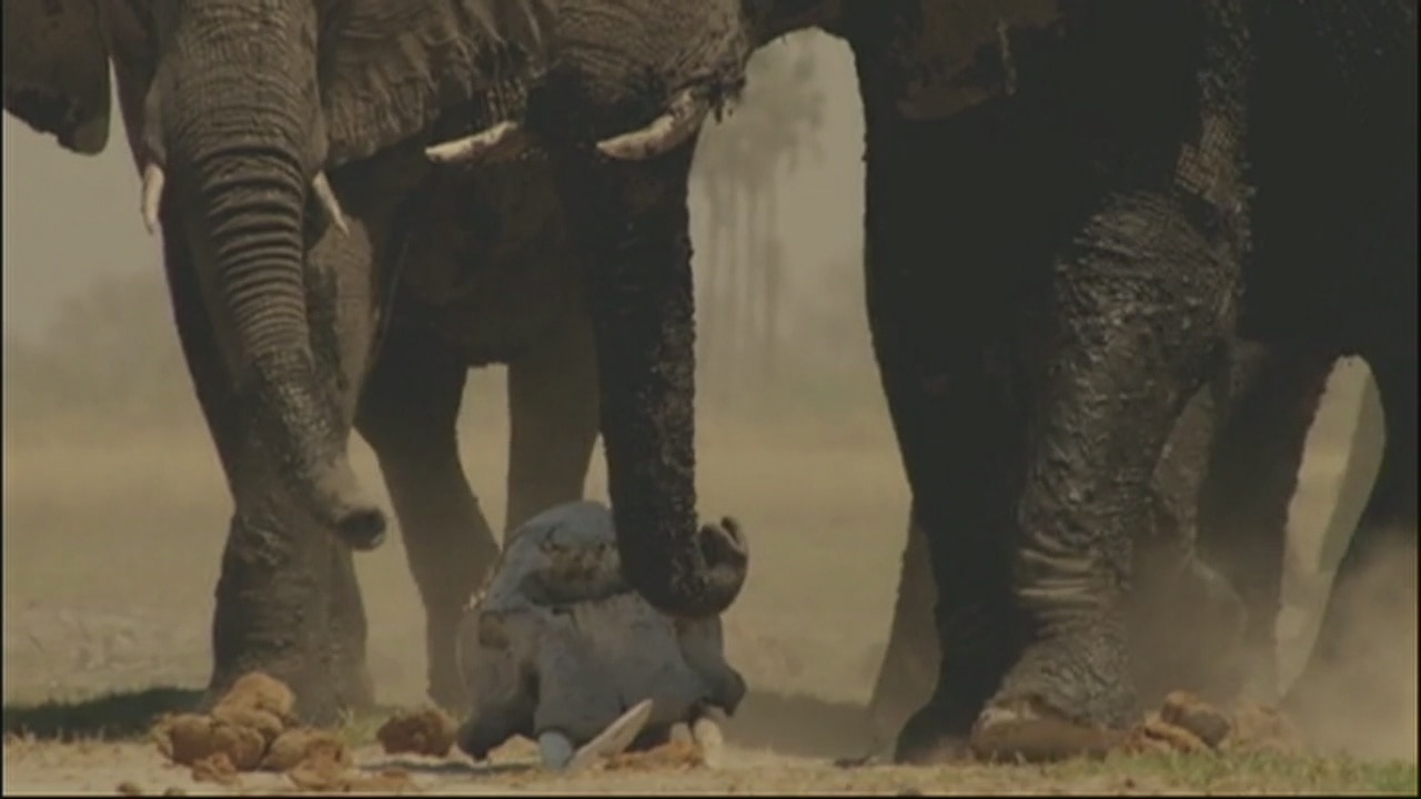 'Soul of an Elephant'