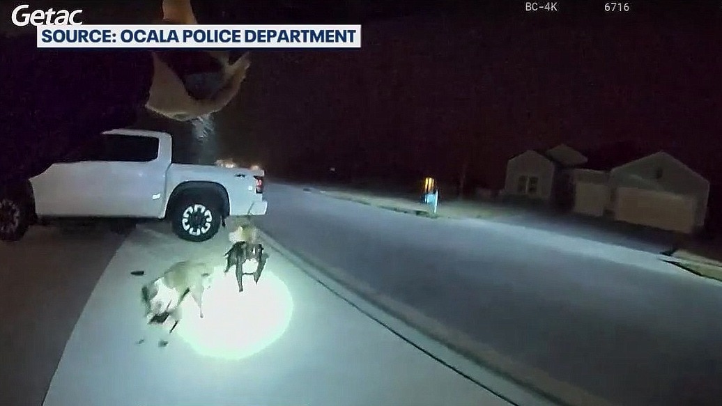 Officers accused of firing 30 shots at dogs