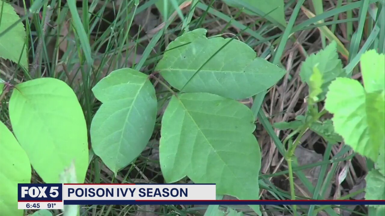 Poison ivy season