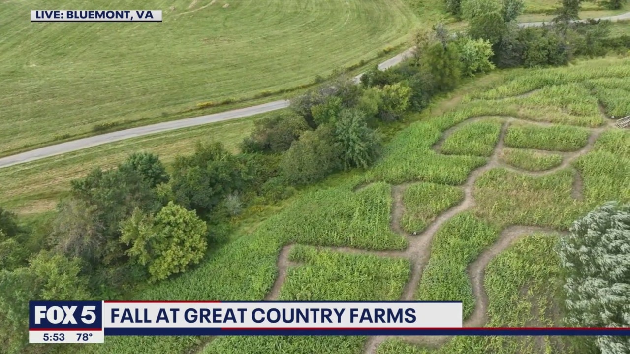 Checking out the corn maze at Great Country Farms