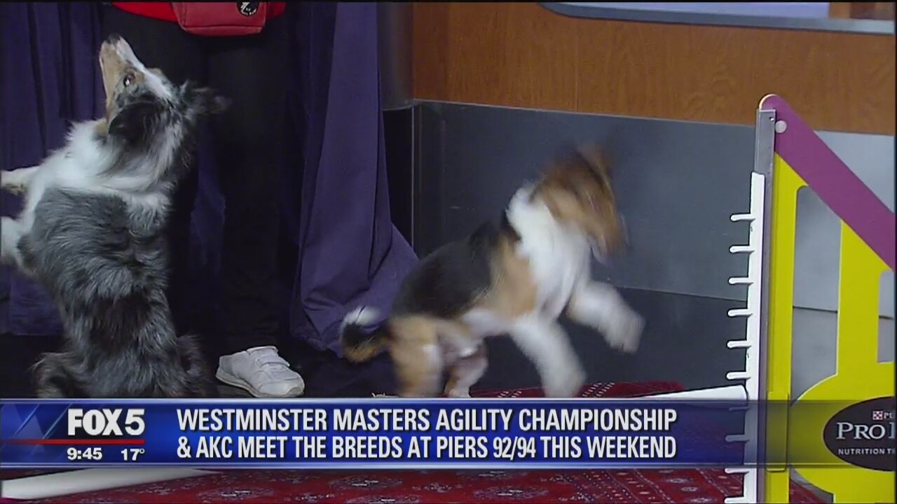 Preview dog show agility contest