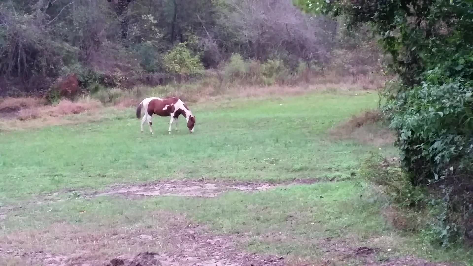 Horse Roams South Fulton Neighborhood