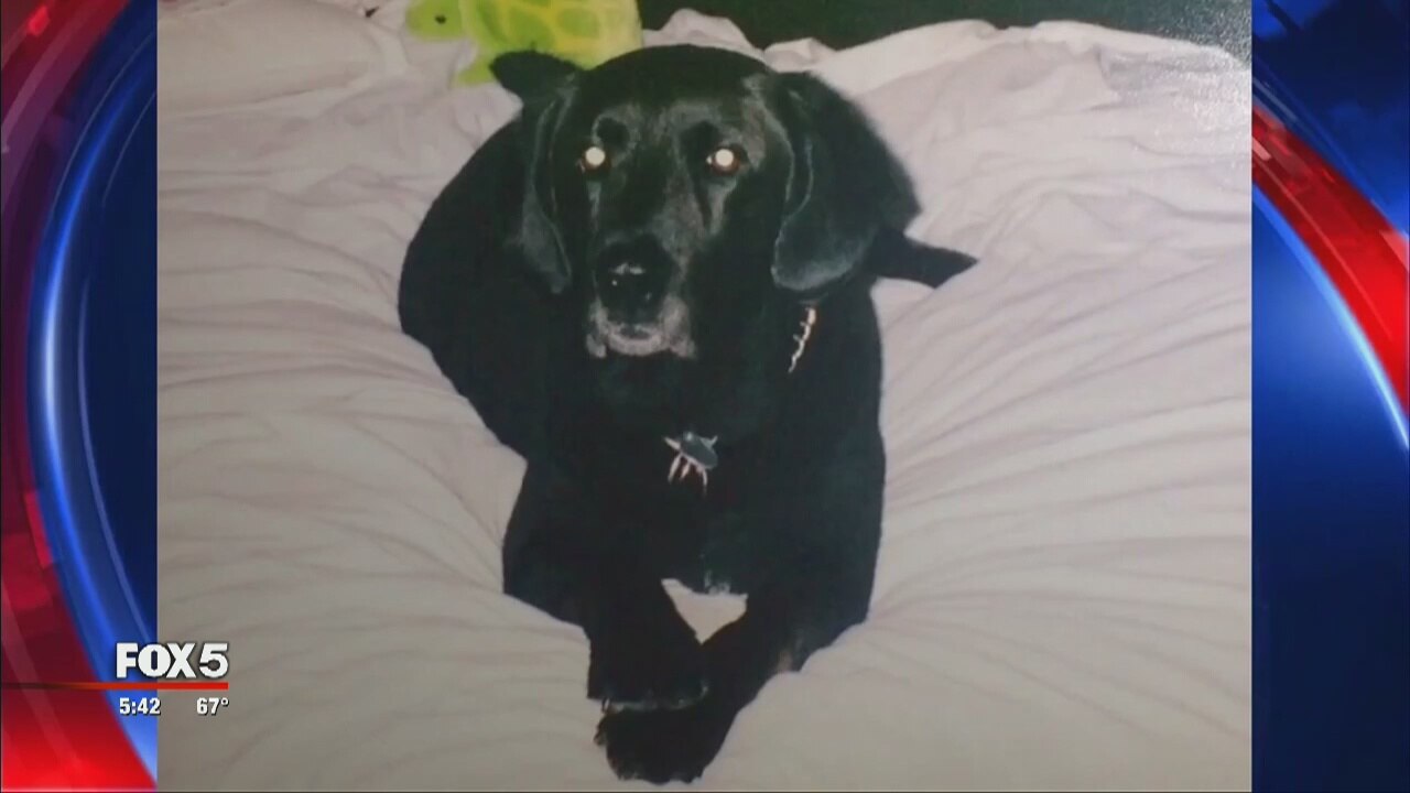 Thieves Steal Dog Ashes