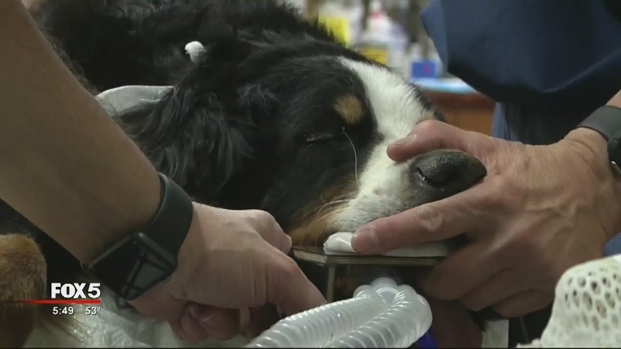 High-End Pet Cancer Care Extends Lives