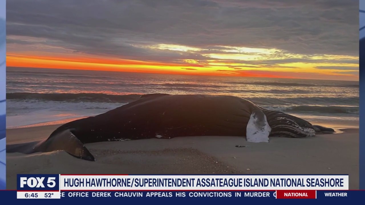 Assateague Island Humpback whale's cause of death still unknown