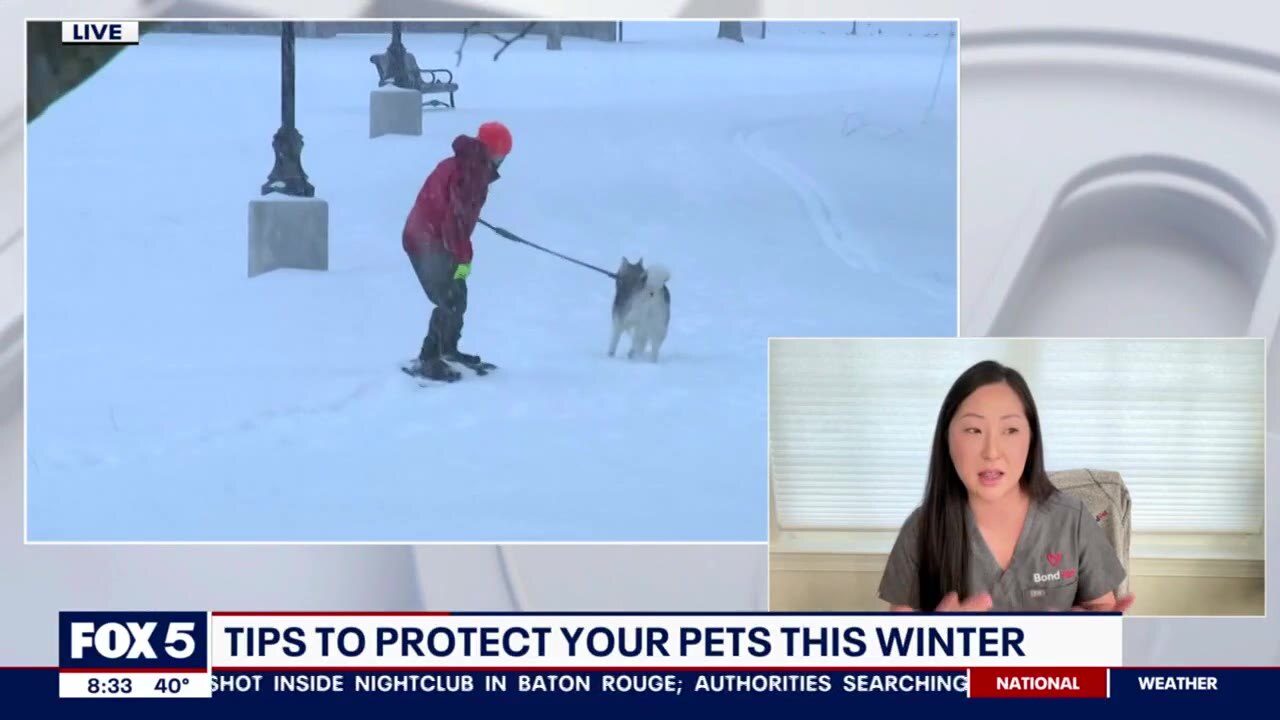 Tips to protect your pets this winter