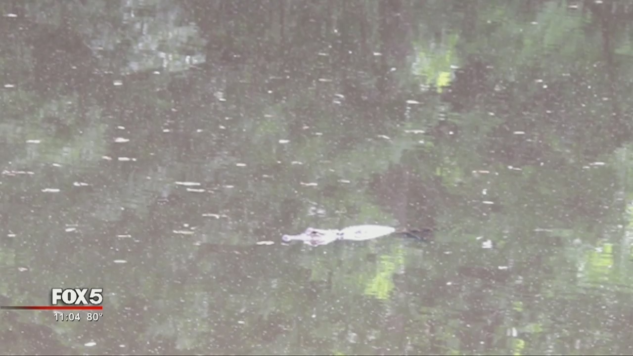 Gator spotted in homeowner's pond