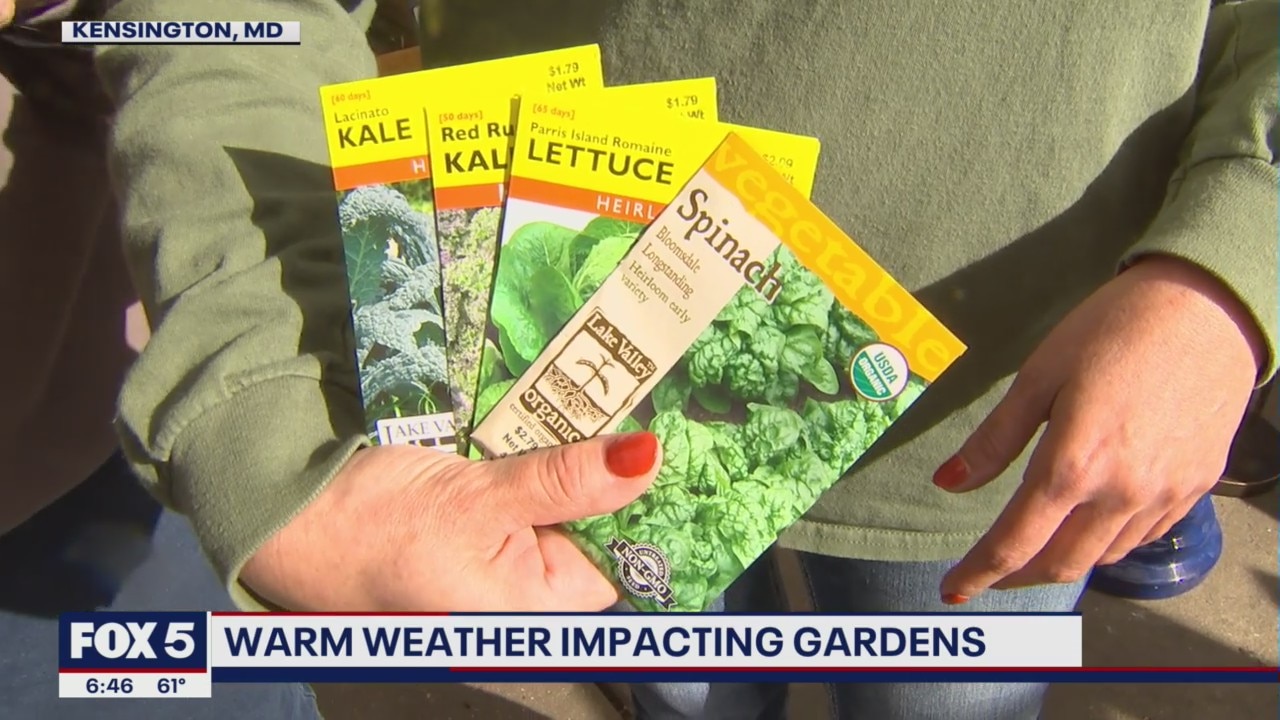 Warm weather impacting local gardens in Maryland