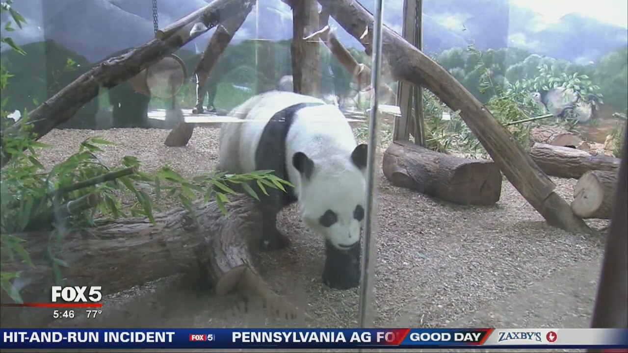 Bamboo donation program helping feed hungry pandas at Zoo Atlanta