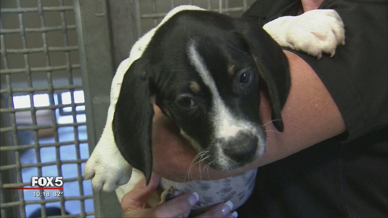 Shelter needs forever homes for animals