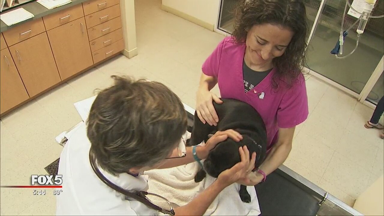 Atlanta veterinarian raises, gives away future assistance dogs
