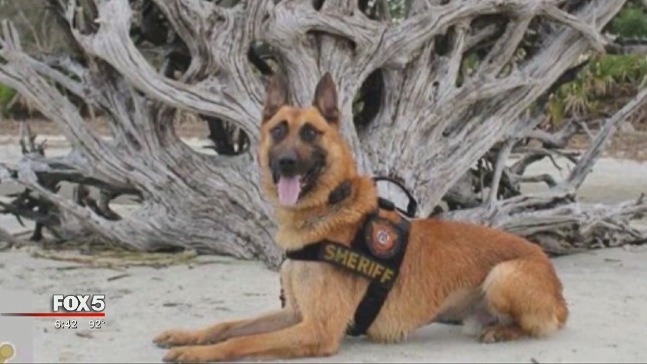 End of watch for K-9 officer