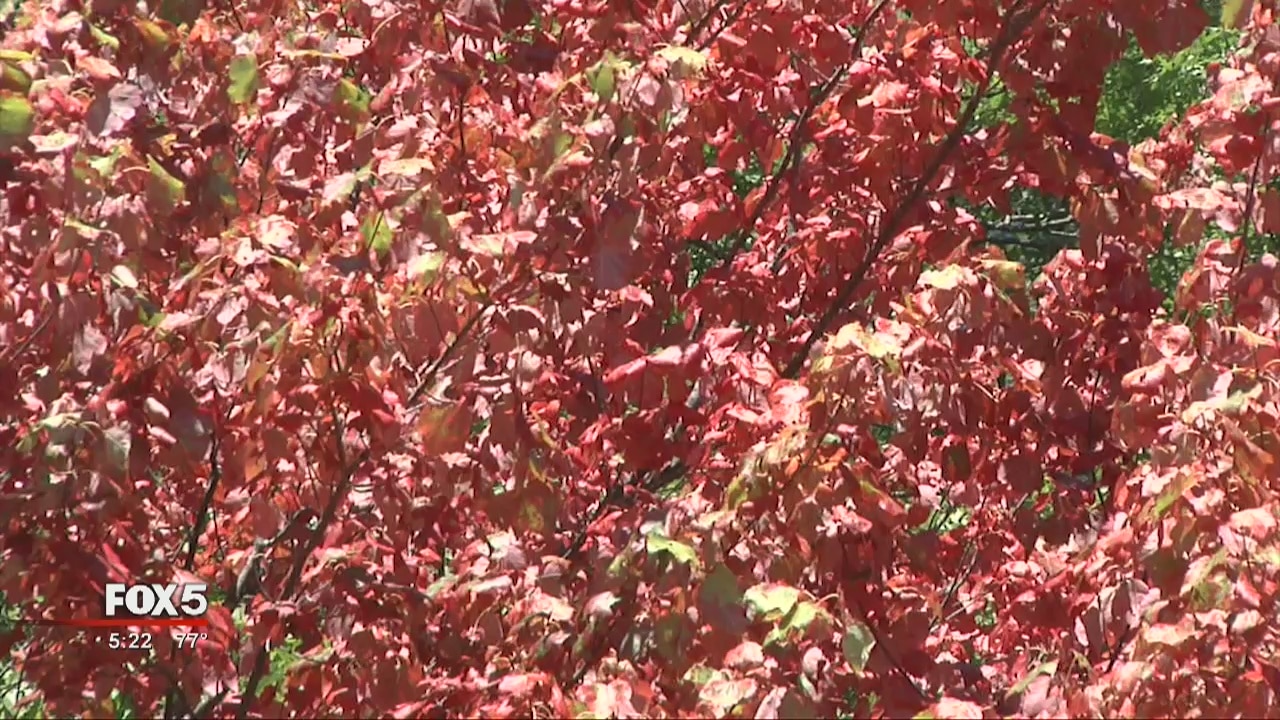 FOX 5 Storm Team - Leaf Watch 2016