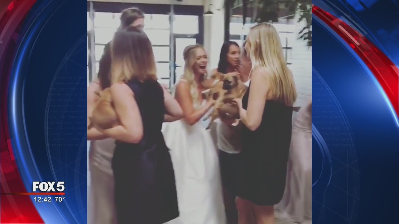 Jeff Dauler surprises his bride with rescue puppies on their wedding day