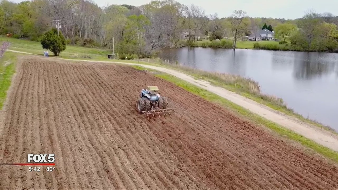 Strawberries survive freeze