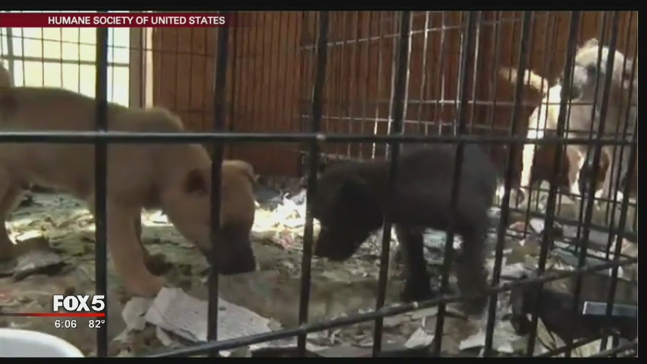 Animal cruelty investigation