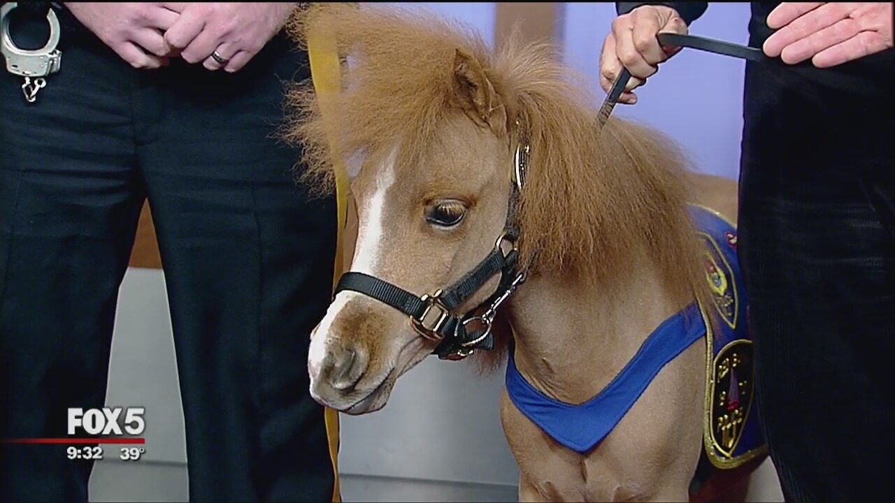 Therapy horse