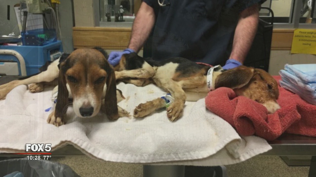 Animal cruelty on the rise