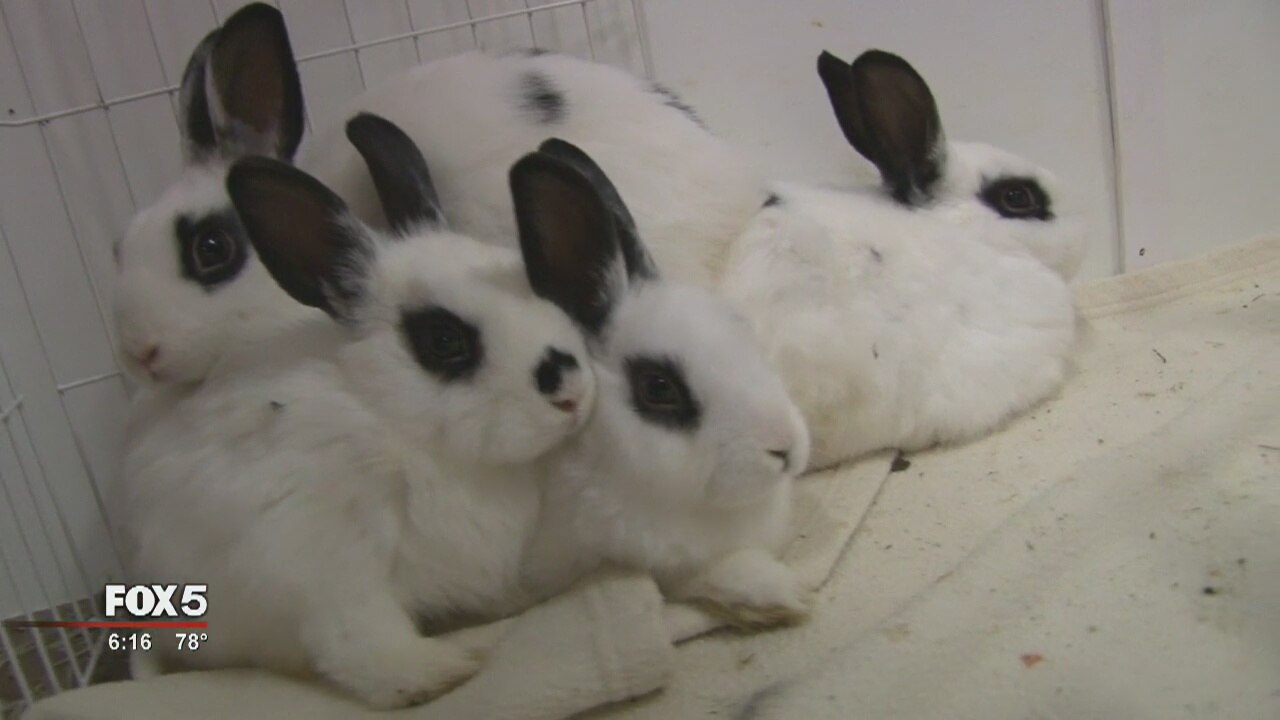 $1k reward after 14 rabbits abandoned in Stone Mountain