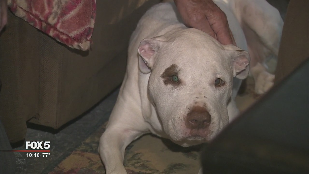 Copperhead bites dog