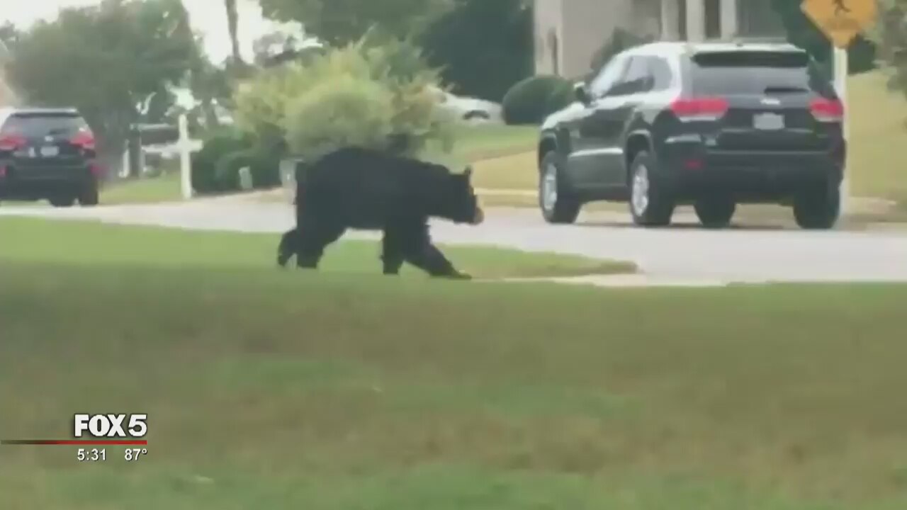 Bear spotted in Cherokee County