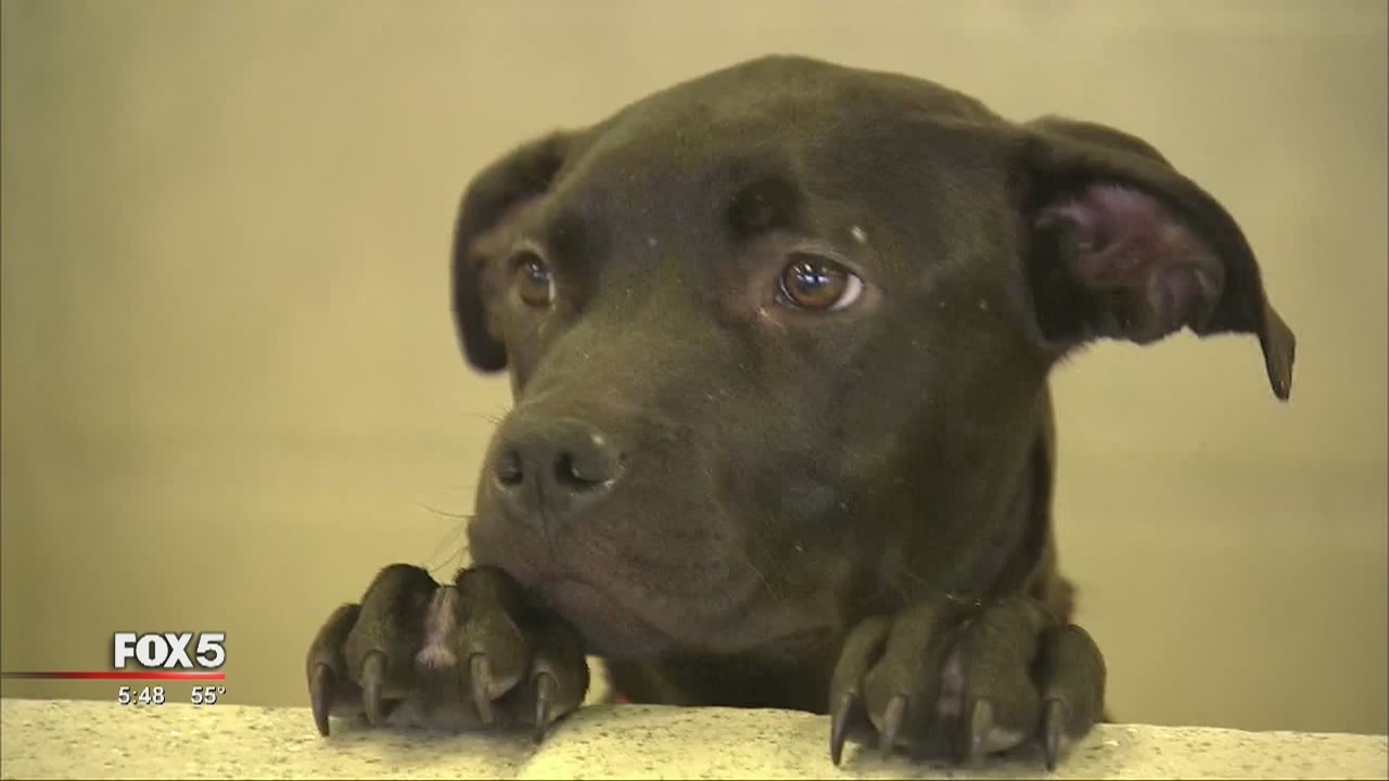 Atlanta Humane Society wants you to have a puppy for Christmas