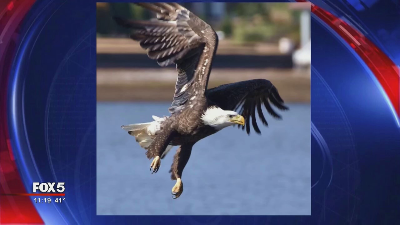 Eagles in Peachtree City