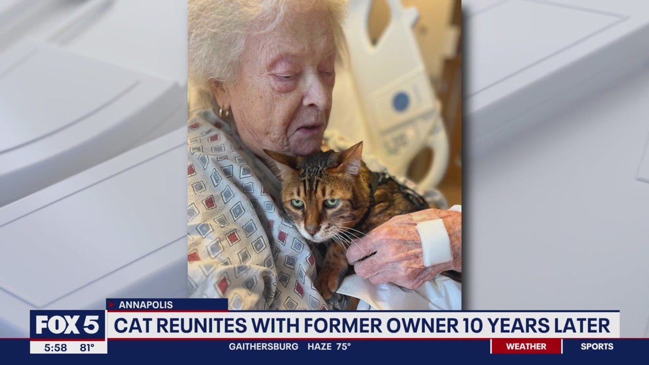 Annapolis woman reunited with cat 10 years later