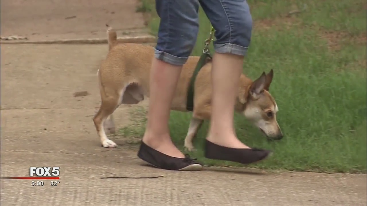 Girl says family dog saved her