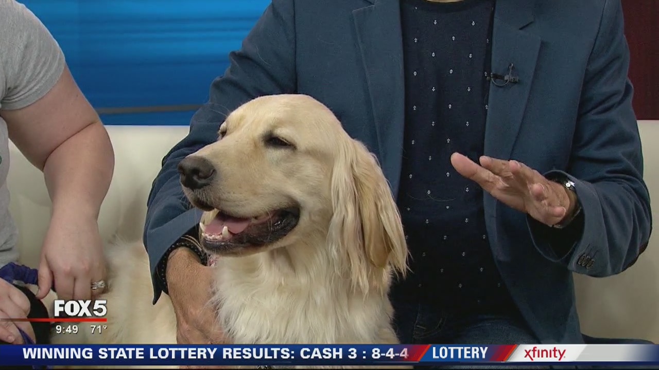 Preview of Doggies on the Catwalk