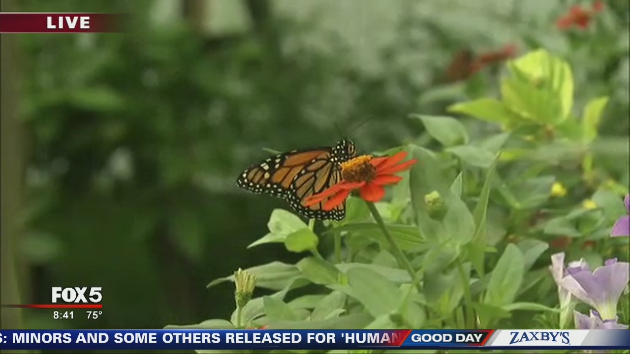 Butterflies at the Chattahoochee Nature Center