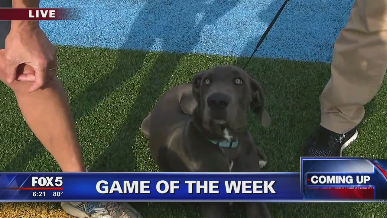 Denny the Great Dane