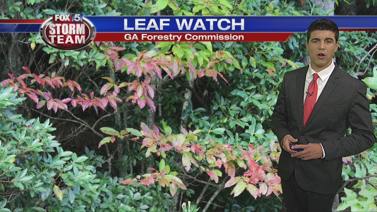 Leaf watching forecast