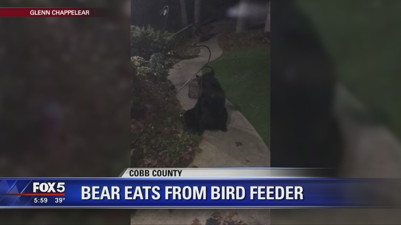Bear eats from bird feeder