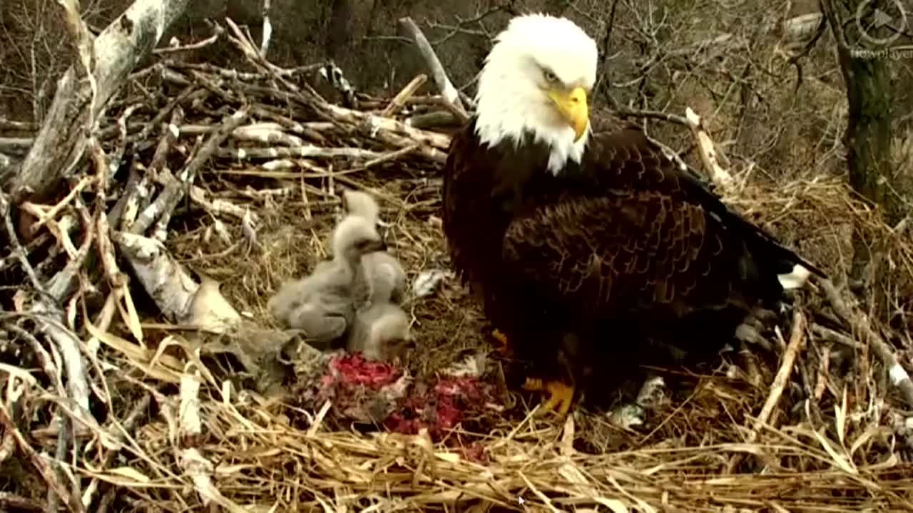 Baby eagles