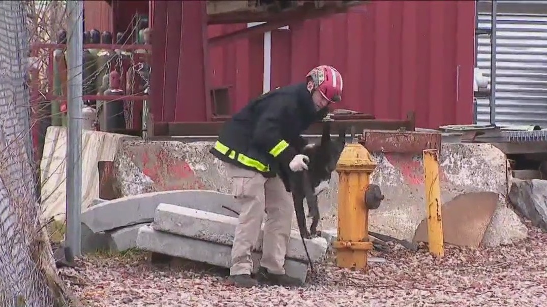 FDNY drones and dogs demonstration