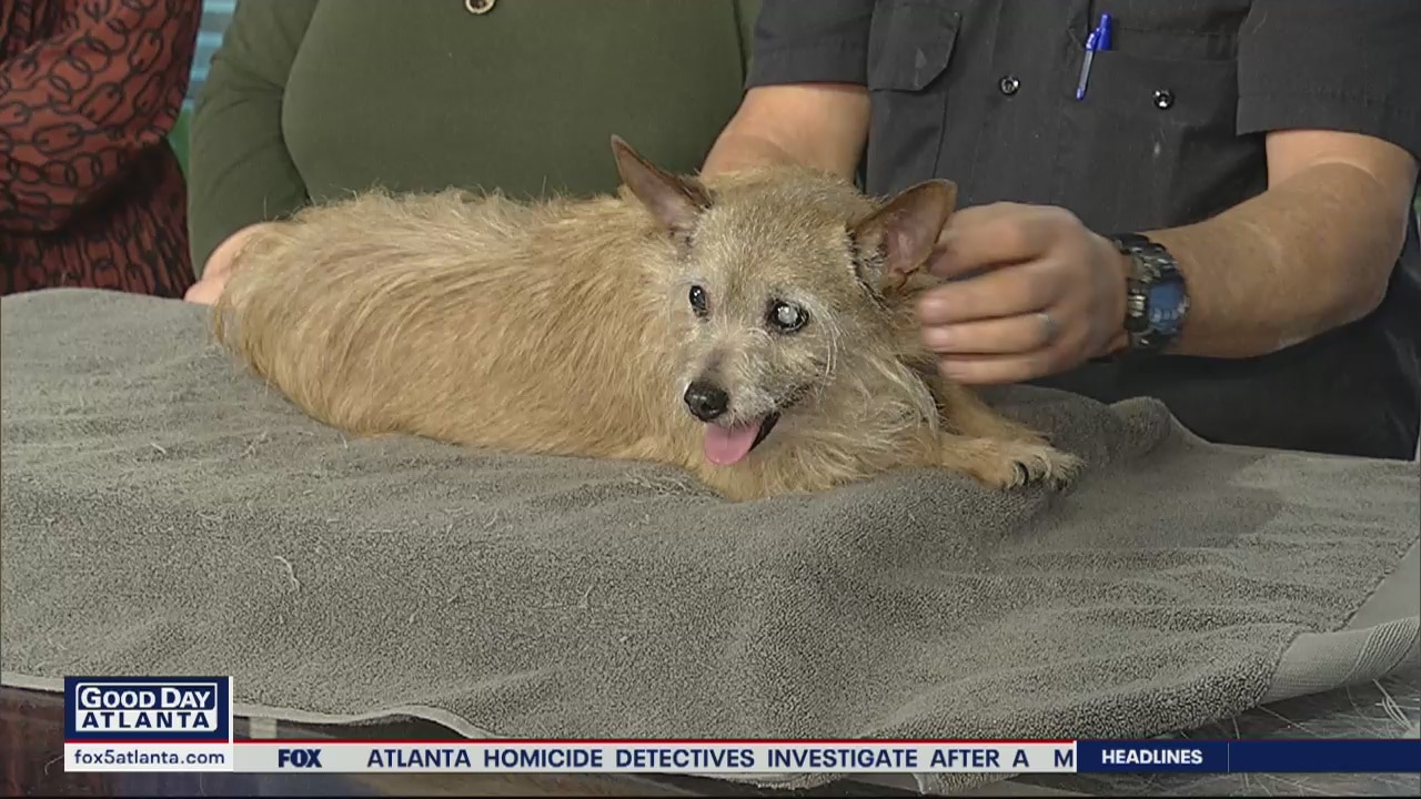 Pet of the Day: February 4, 2020