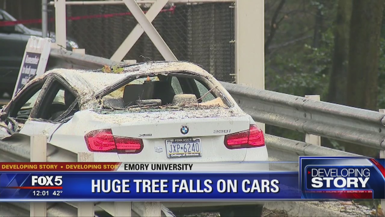 Huge tree falls on cars