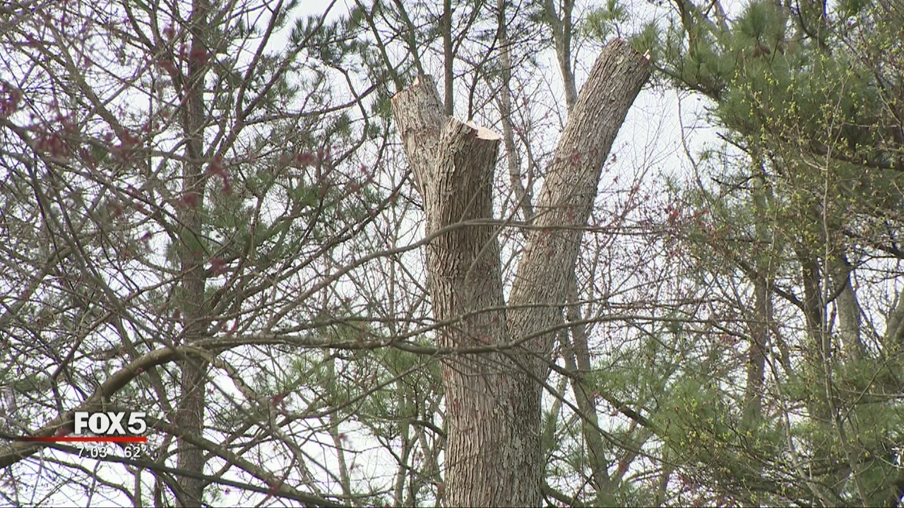 Man killed in tree-trimming accident
